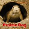 Prairie_dog