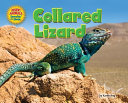 Collared_Lizard